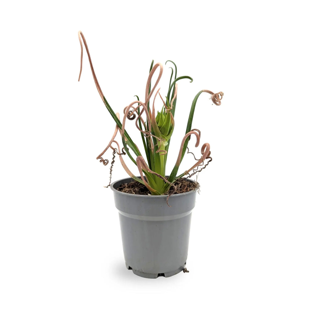 Albuca Breeze | Frizzle‑Sizzle_1_main