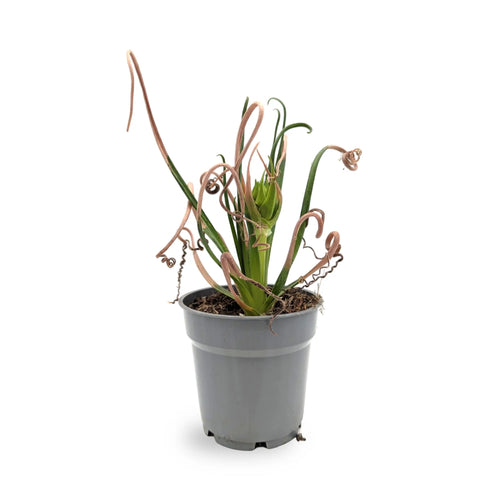 Albuca Breeze | Frizzle‑Sizzle Leaf Culture