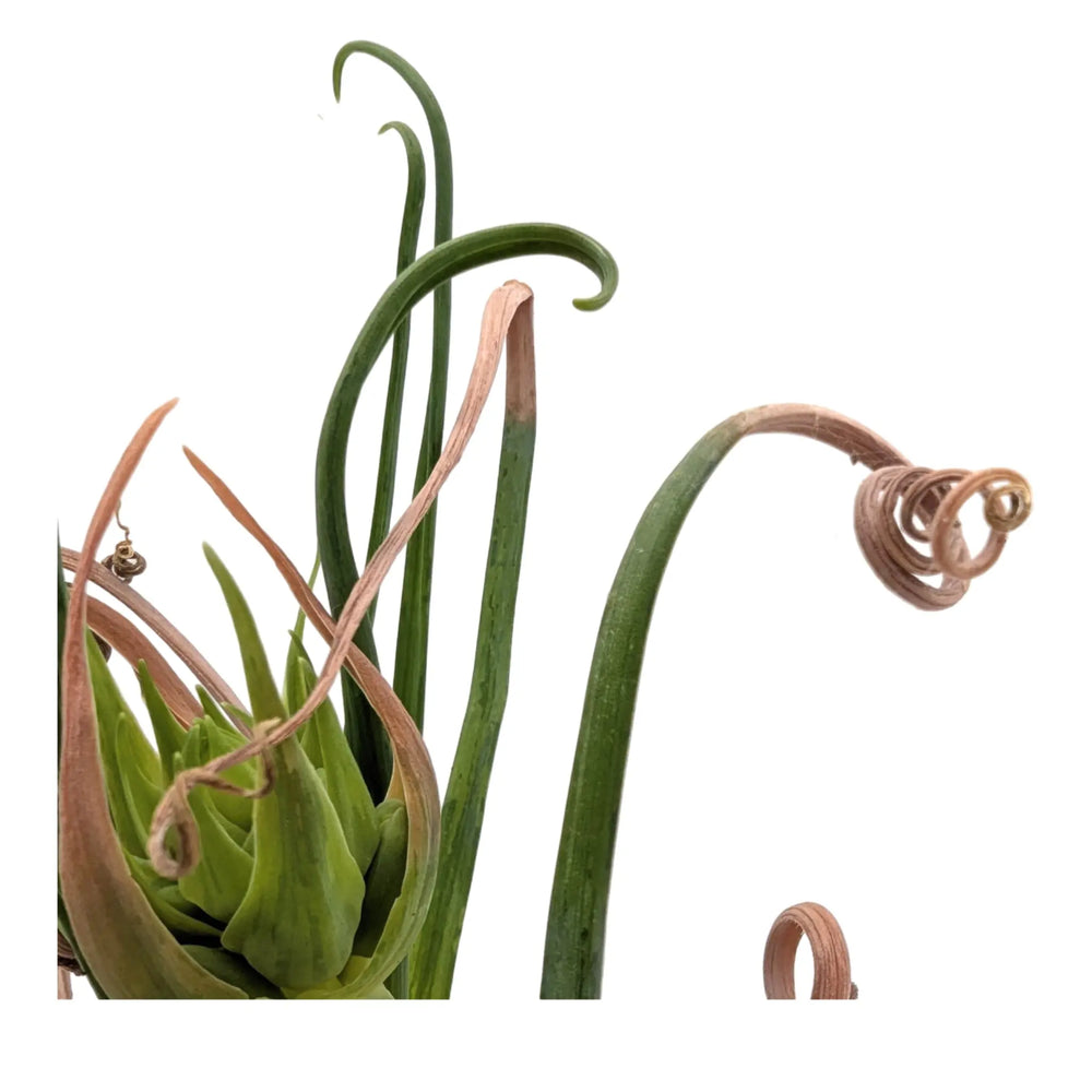Albuca Breeze | Frizzle‑Sizzle_2_main