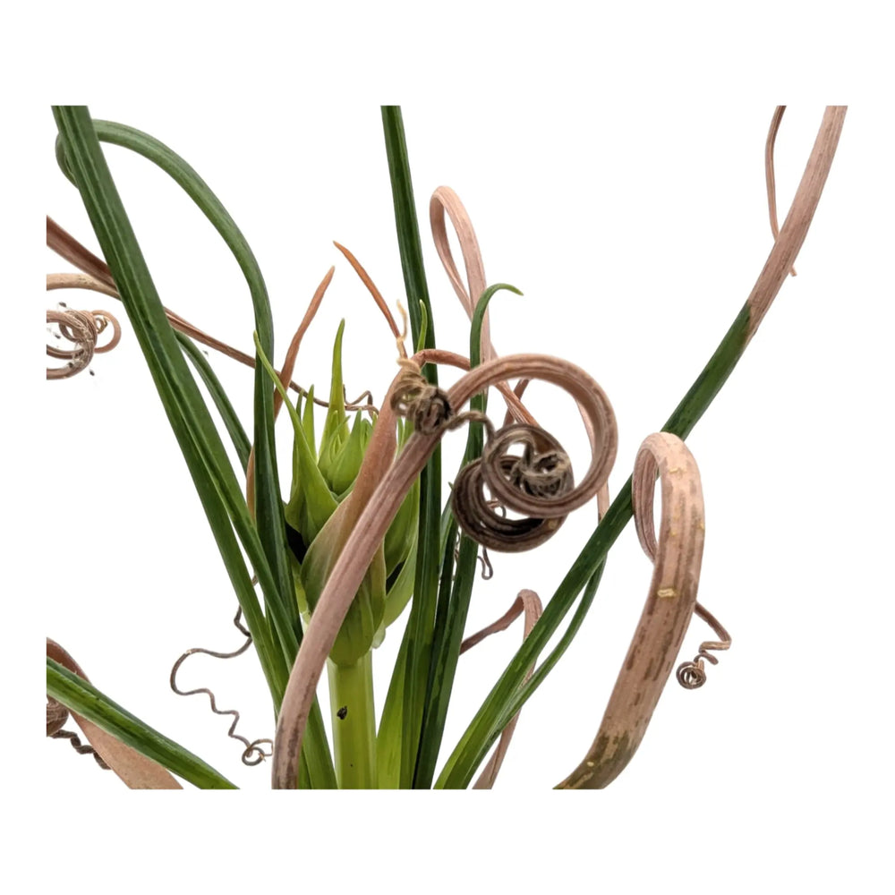 Albuca Breeze | Frizzle‑Sizzle_4_main
