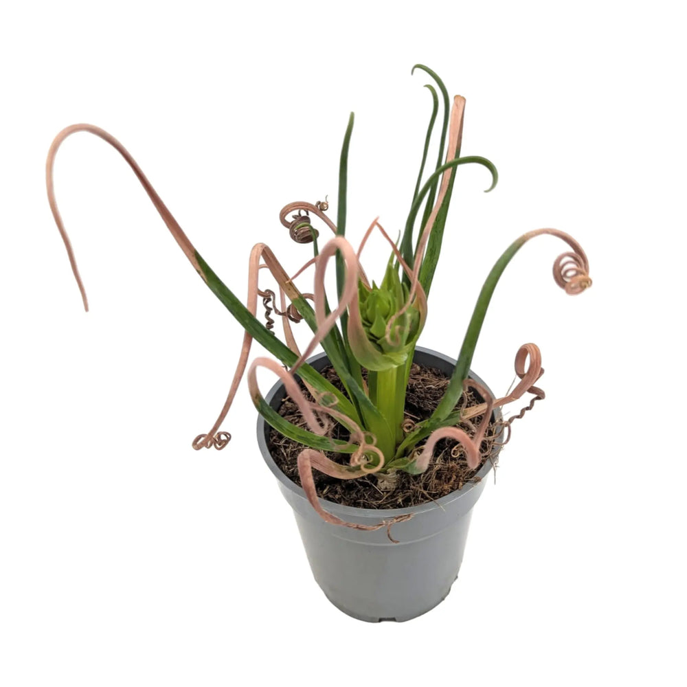 Albuca Breeze | Frizzle‑Sizzle_3_main