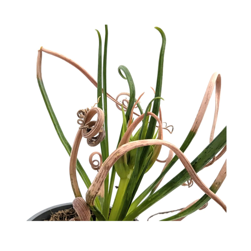 Albuca Breeze | Frizzle‑Sizzle_5_main