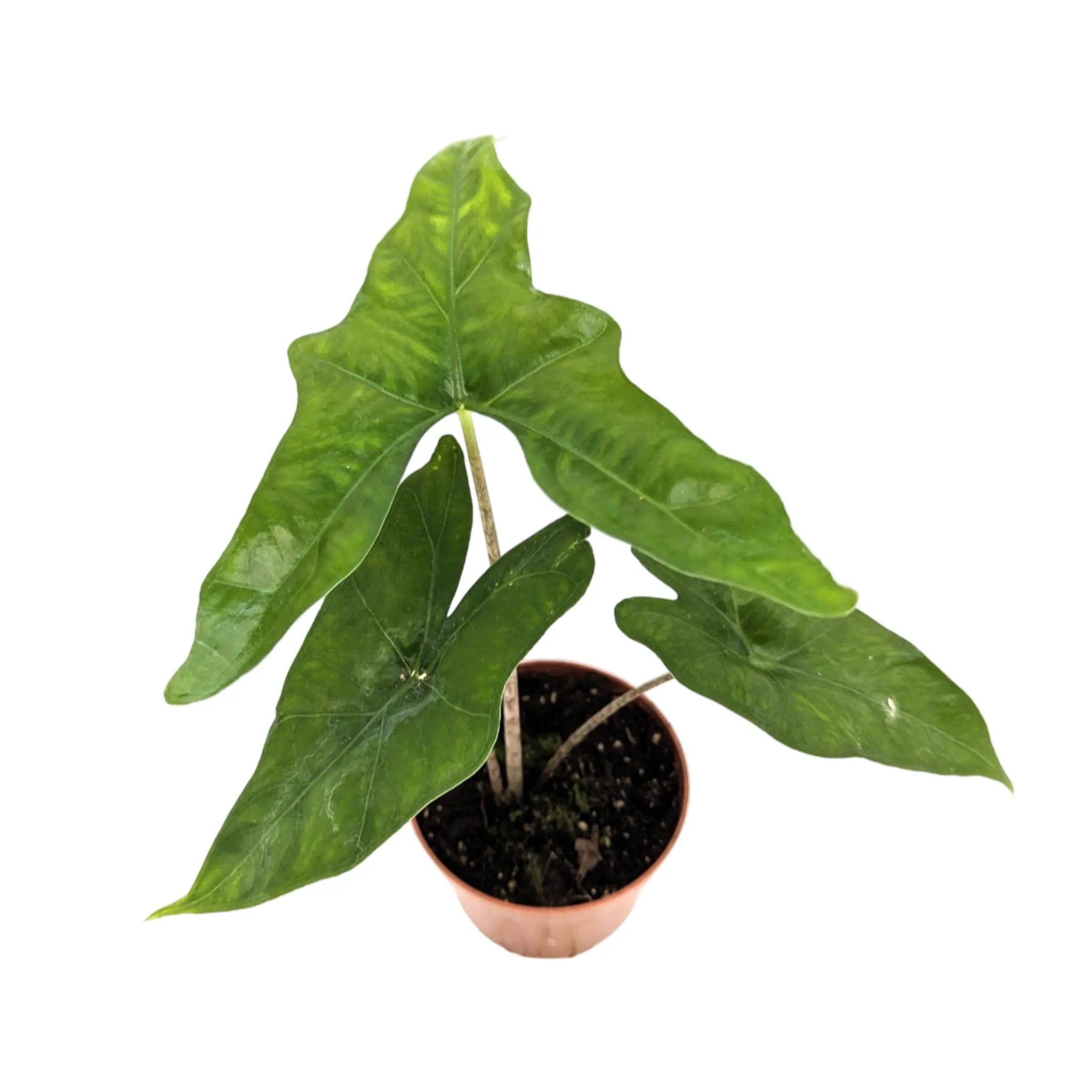 Alocasia Batwing Leaf Culture