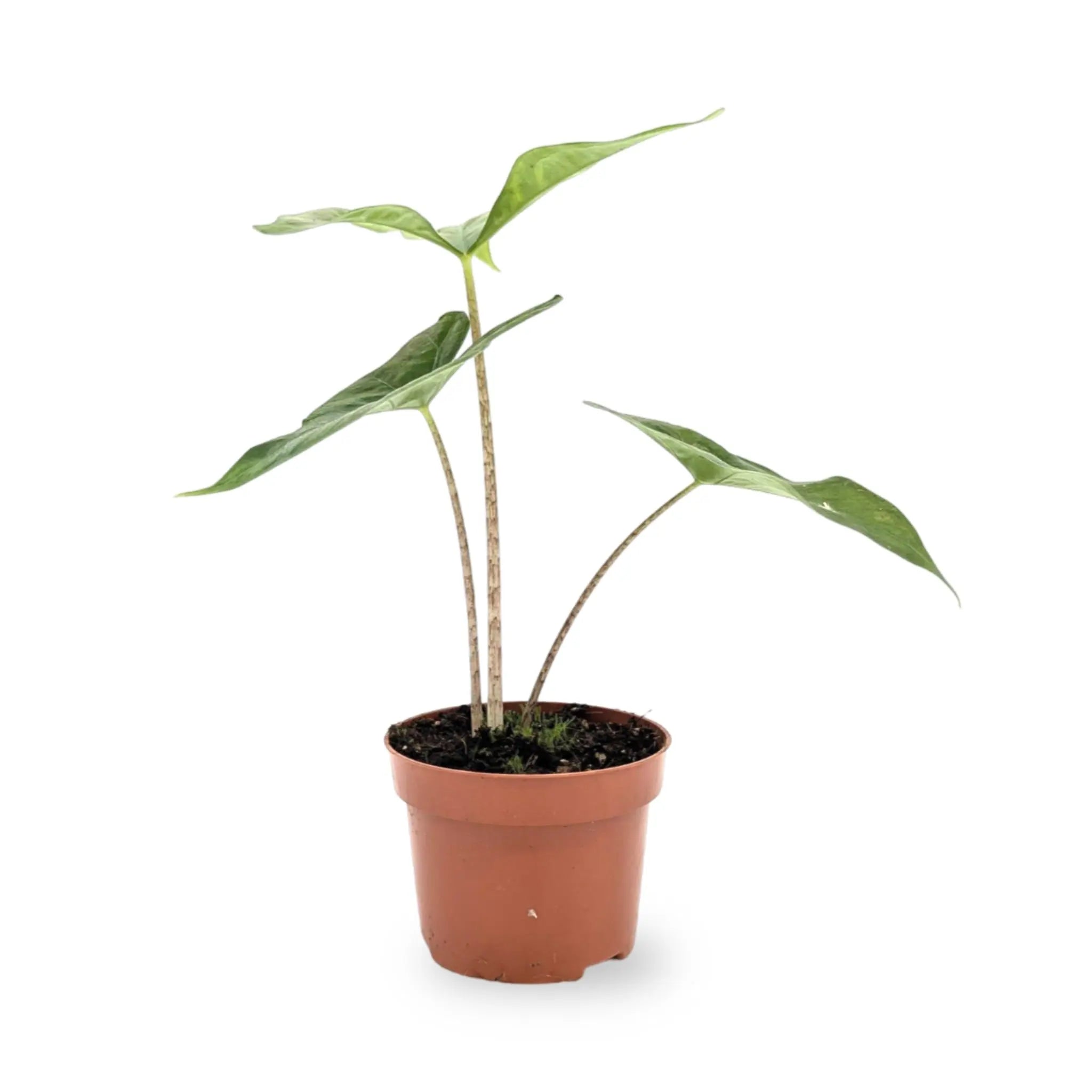 Alocasia Batwing Leaf Culture