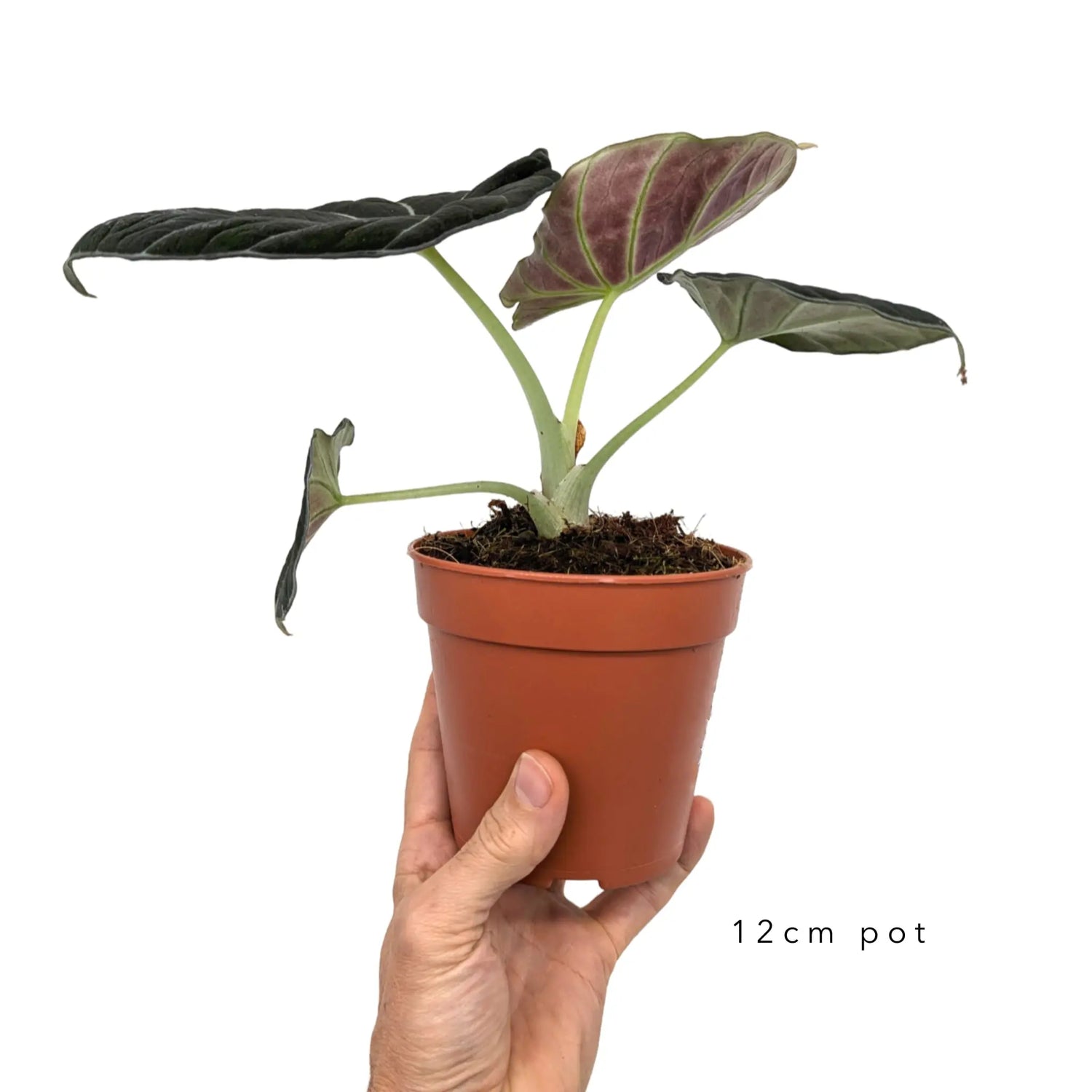 Alocasia Black Velvet Leaf Culture