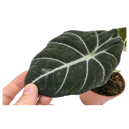 Alocasia Black Velvet Leaf Culture