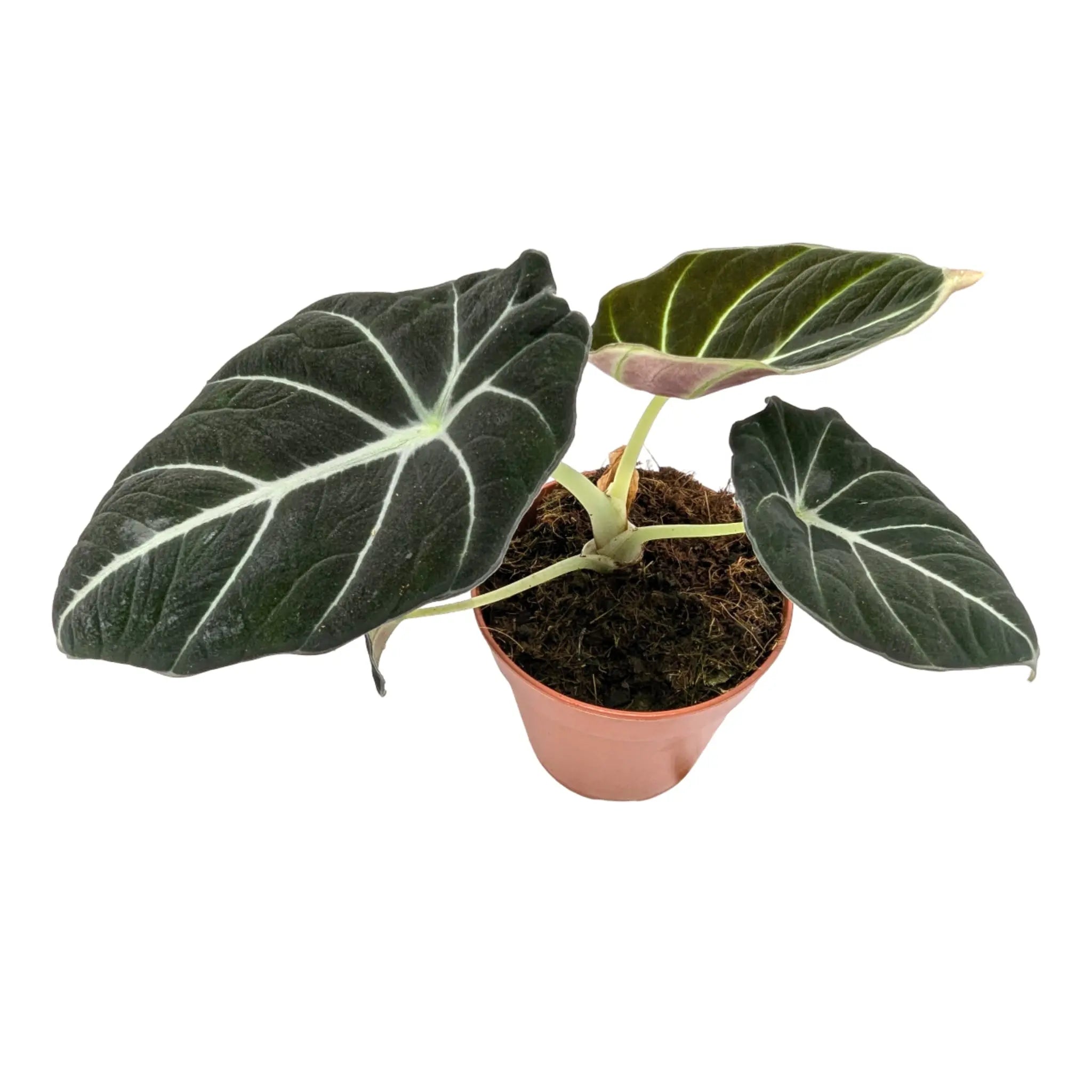 Alocasia Black Velvet Leaf Culture