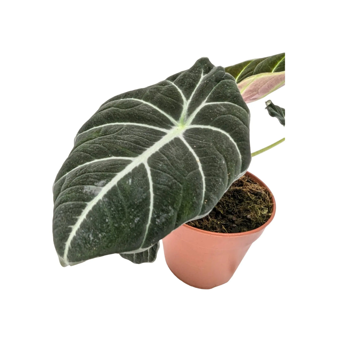 Alocasia Black Velvet Leaf Culture