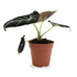 Alocasia Black Velvet Leaf Culture