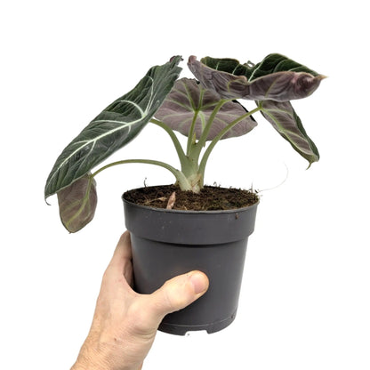 Alocasia Black Velvet Leaf Culture