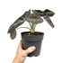 Alocasia Black Velvet Leaf Culture