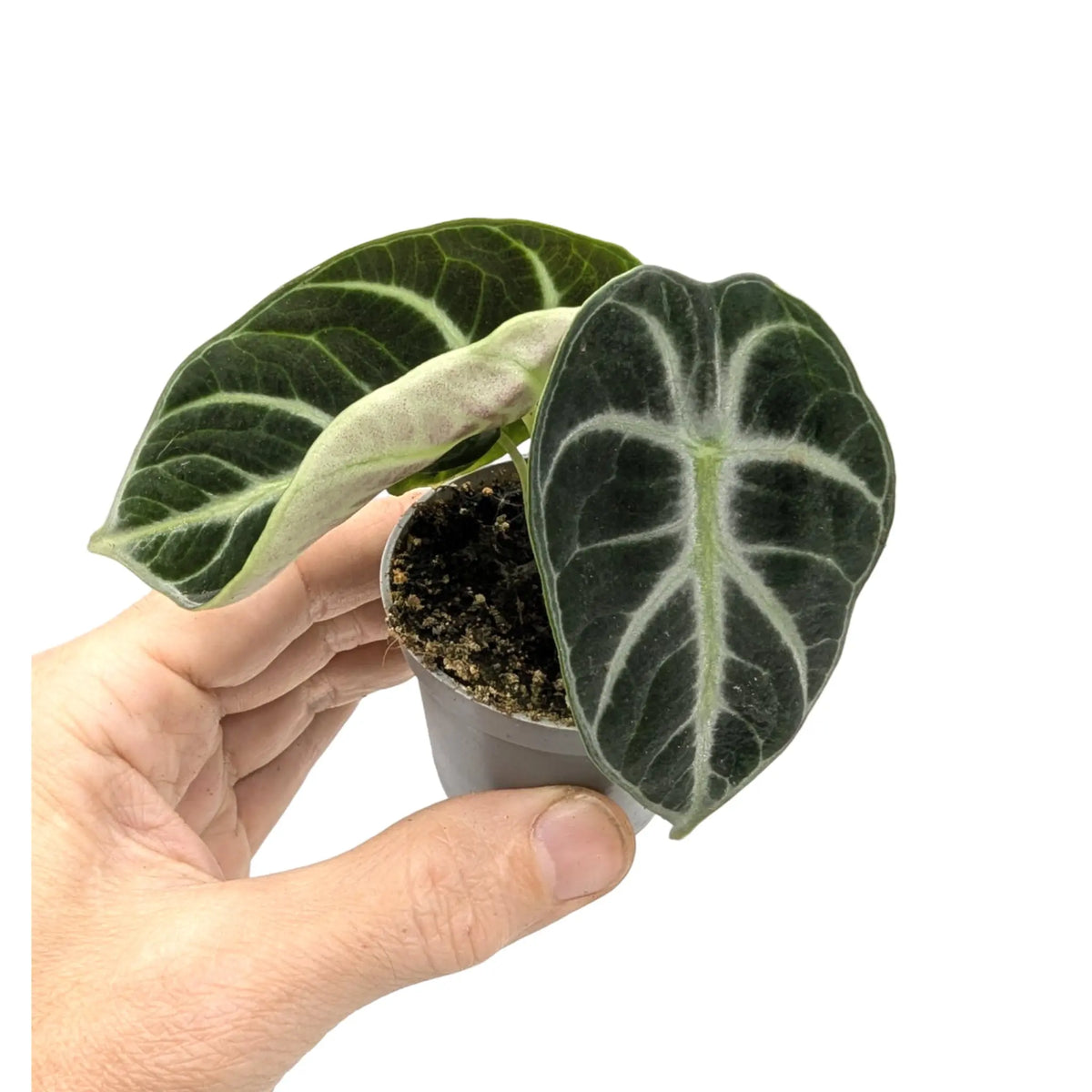 Alocasia Black Velvet Leaf Culture