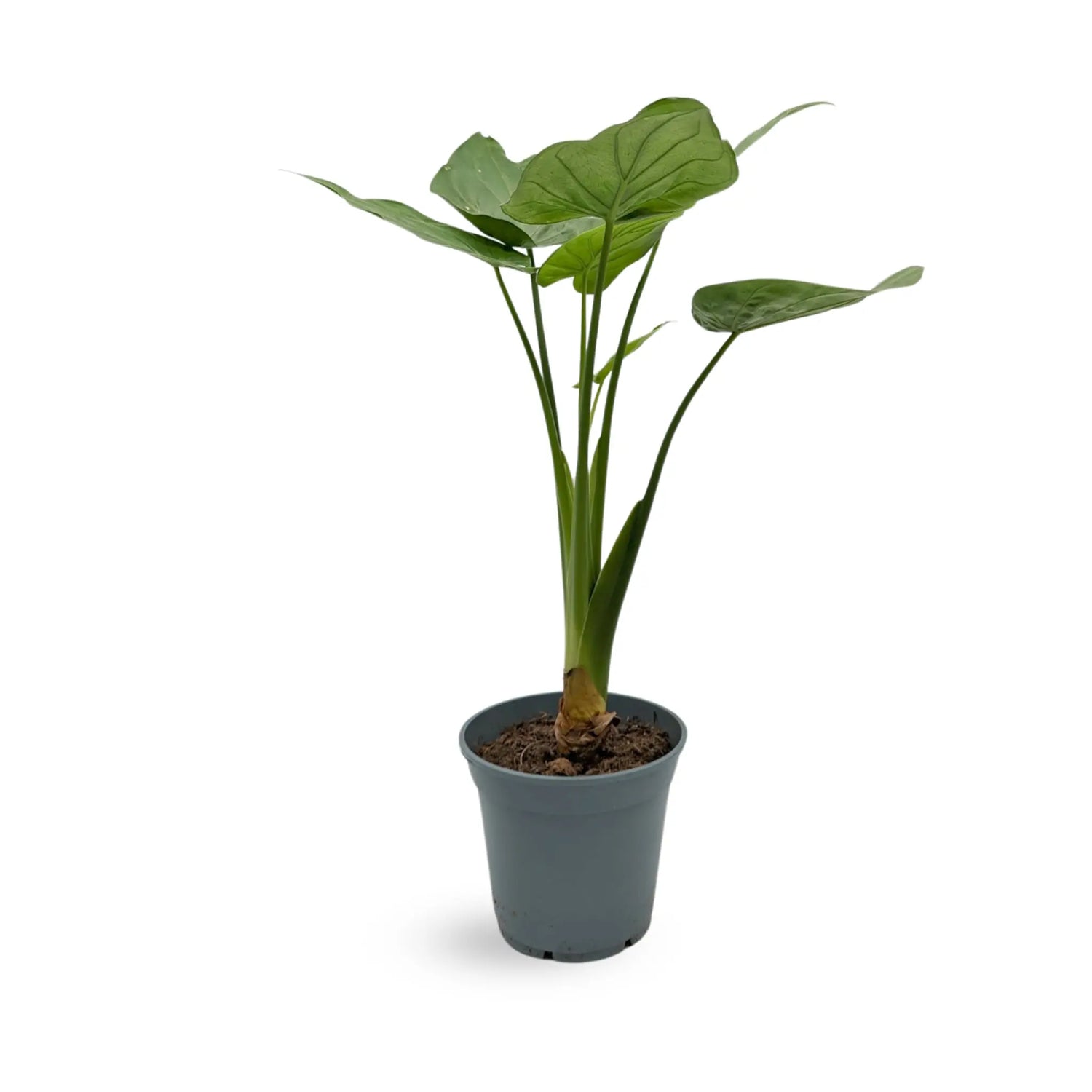 Alocasia Cucullata - the Hooded Dwarf Elephant Ear VanDer