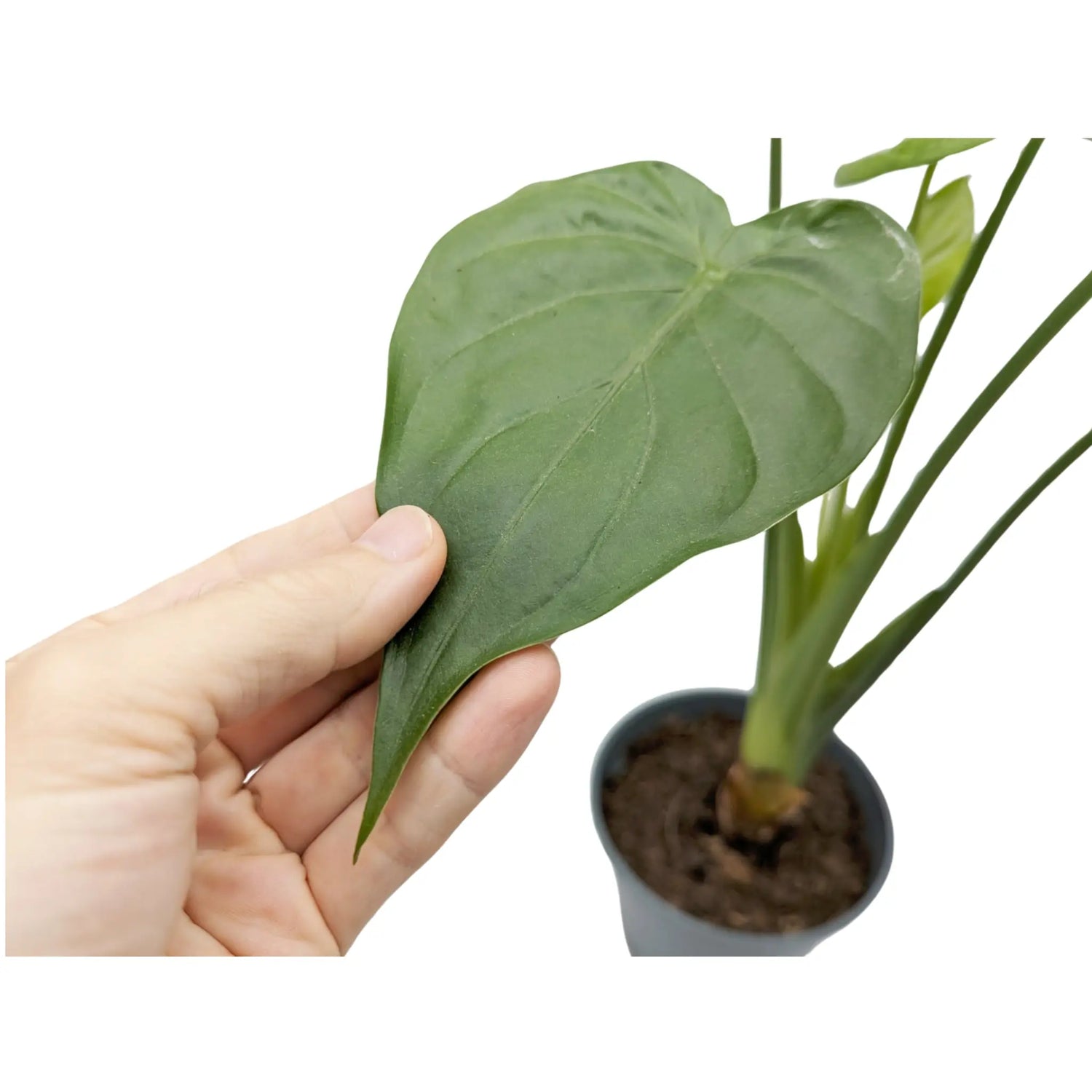 Alocasia Cucullata - the Hooded Dwarf Elephant Ear VanDer