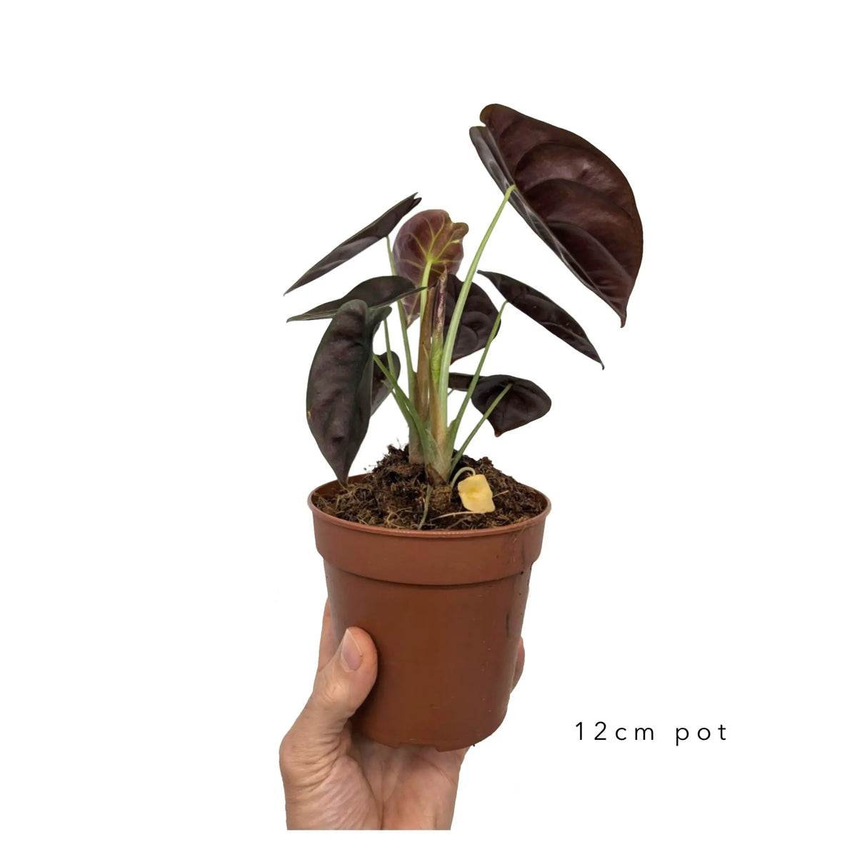 Alocasia Cuprea Red Leaf Culture