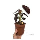 Alocasia Cuprea Red Leaf Culture
