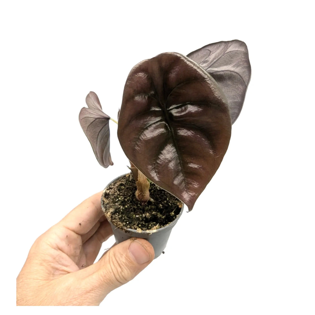 Alocasia Cuprea Red Leaf Culture