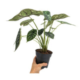 Alocasia Dragon Scale Leaf Culture