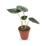 Alocasia Dragon Scale Leaf Culture