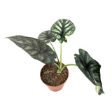 Alocasia Dragon Scale Leaf Culture