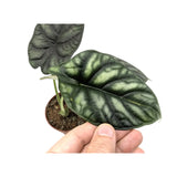 Alocasia Dragon Scale Leaf Culture