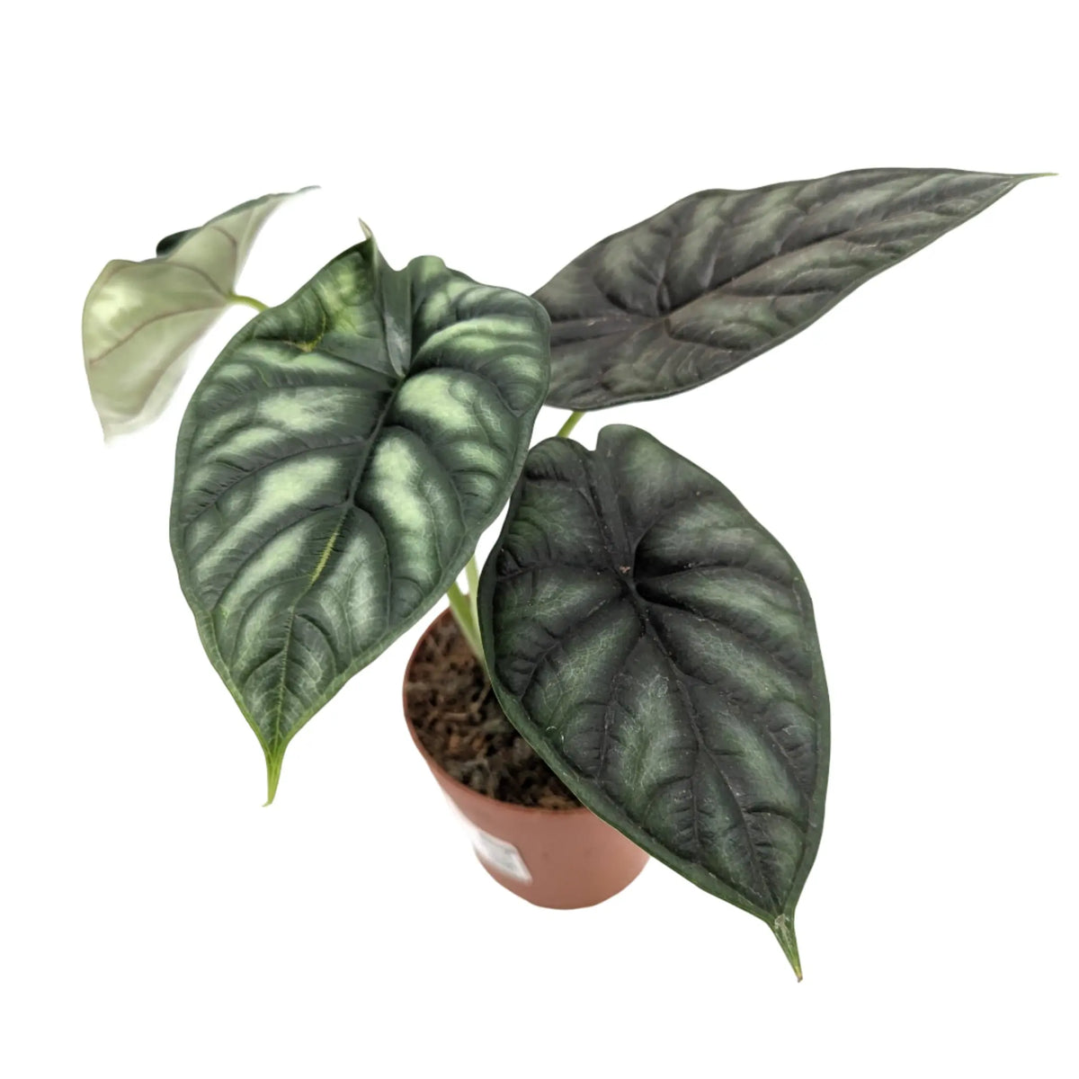 Alocasia Dragon Scale Leaf Culture