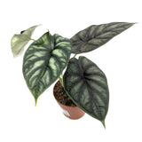 Alocasia Dragon Scale Leaf Culture