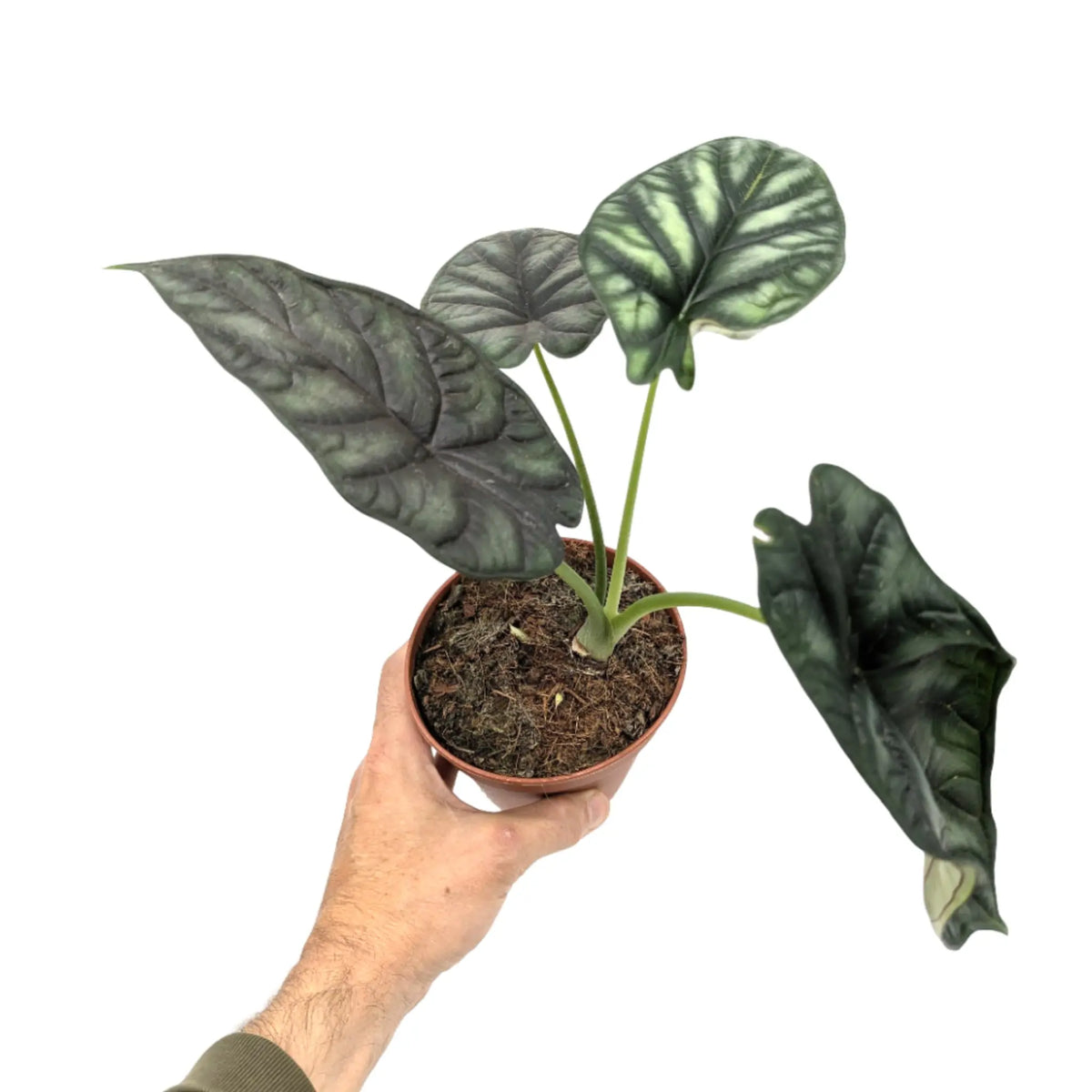 Alocasia Dragon Scale Leaf Culture