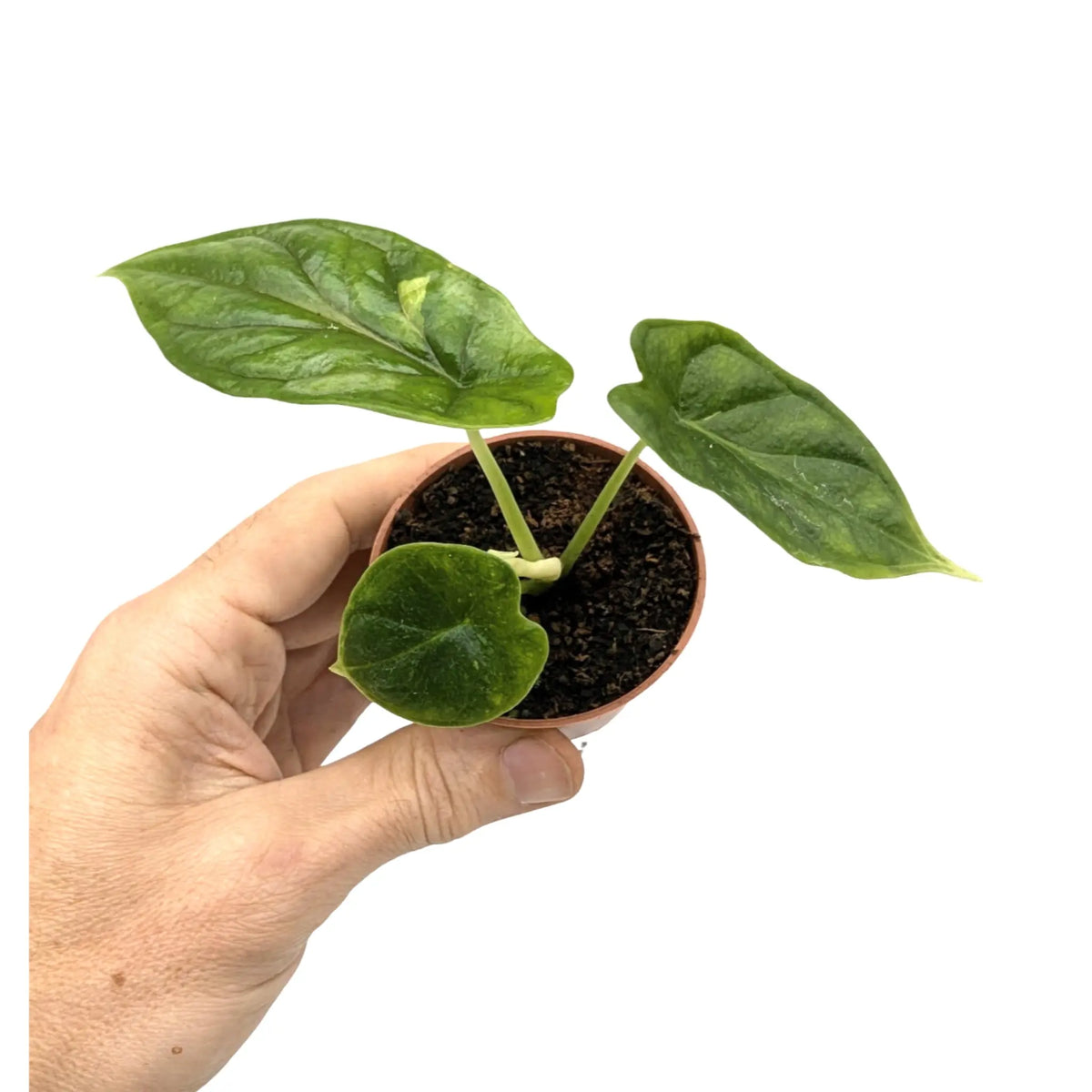 Alocasia Dragon Scale - Elephant Ear