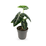 Alocasia Frydek - African Mask Plant Leaf Culture