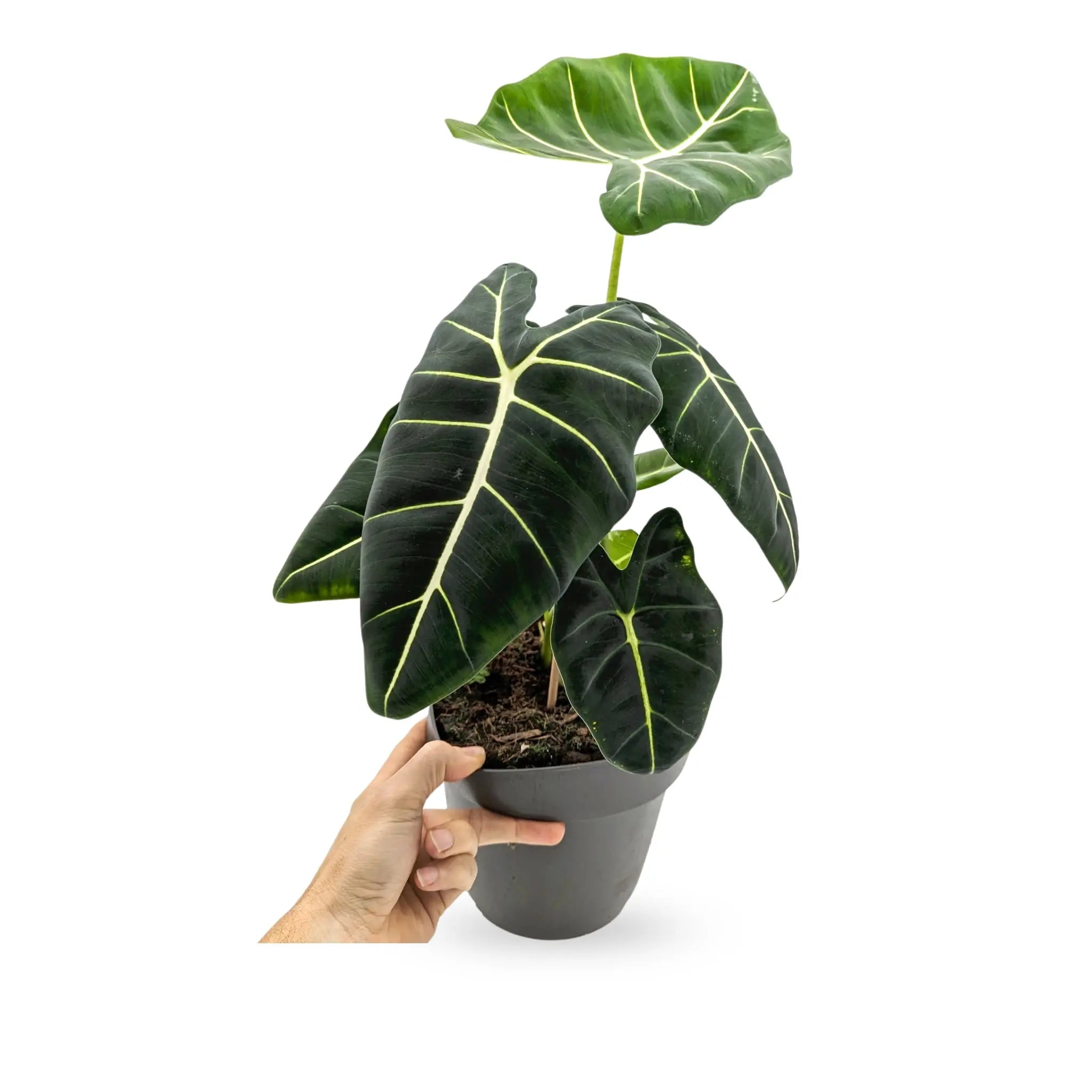 Alocasia Frydek - African Mask Plant Leaf Culture