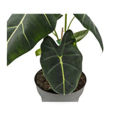 Alocasia Frydek - African Mask Plant Leaf Culture
