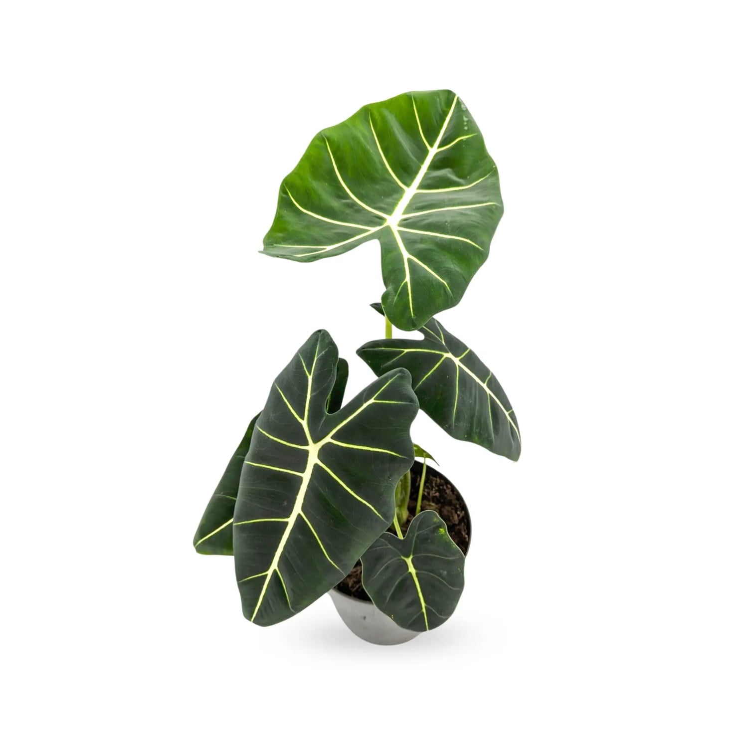 Alocasia Frydek - African Mask Plant Leaf Culture