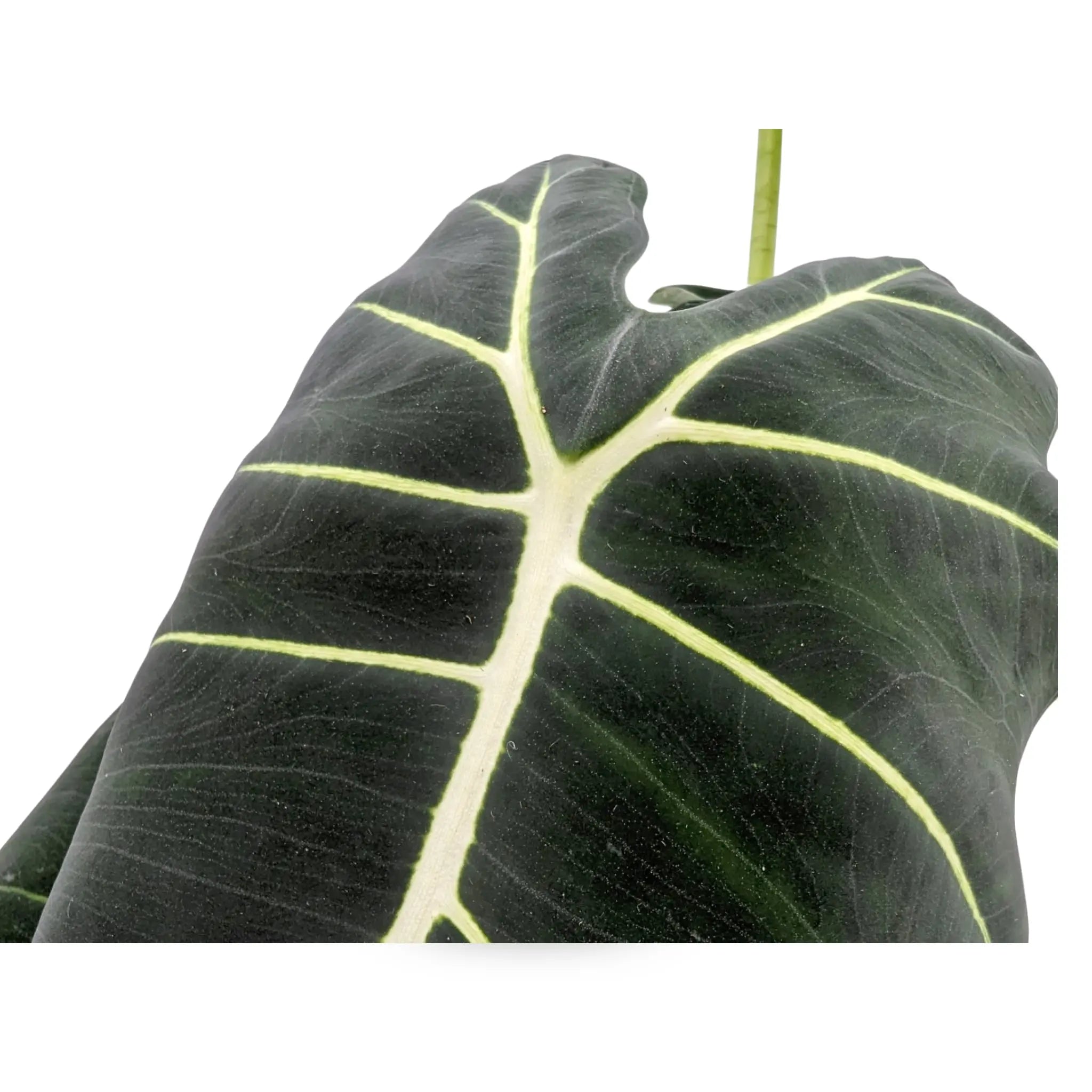 Alocasia Frydek - African Mask Plant Leaf Culture