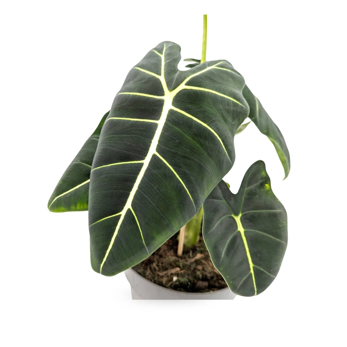 Alocasia Frydek - African Mask Plant Leaf Culture