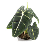 Alocasia Frydek - African Mask Plant Leaf Culture