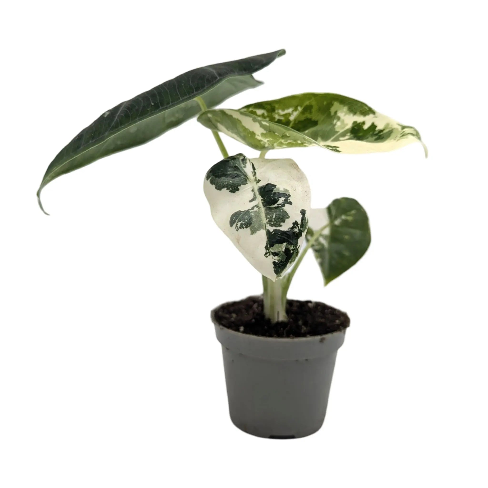 Alocasia Frydek Variegated Leaf Culture