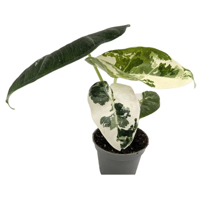 Alocasia Frydek Variegated Leaf Culture