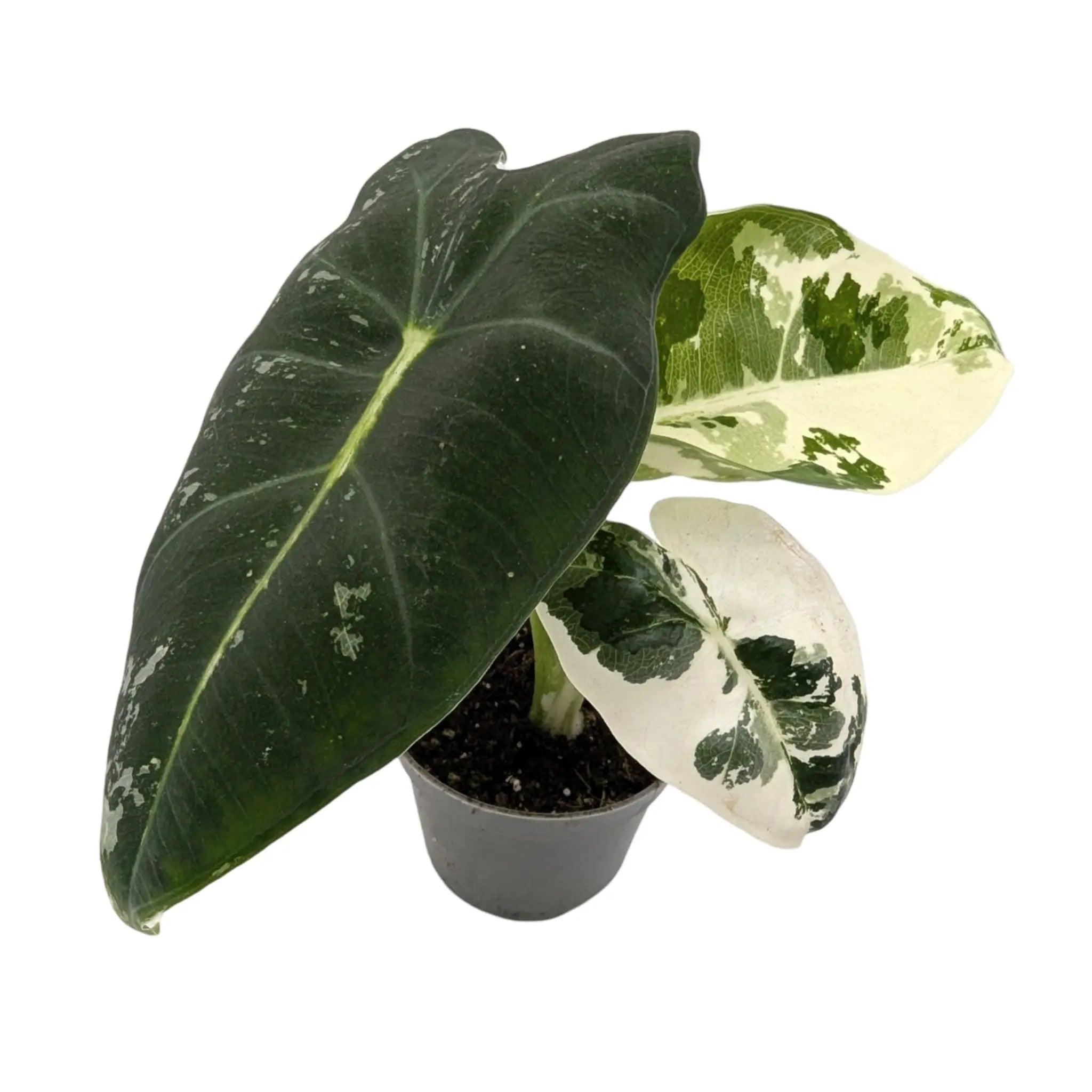 Alocasia Frydek Variegated Leaf Culture