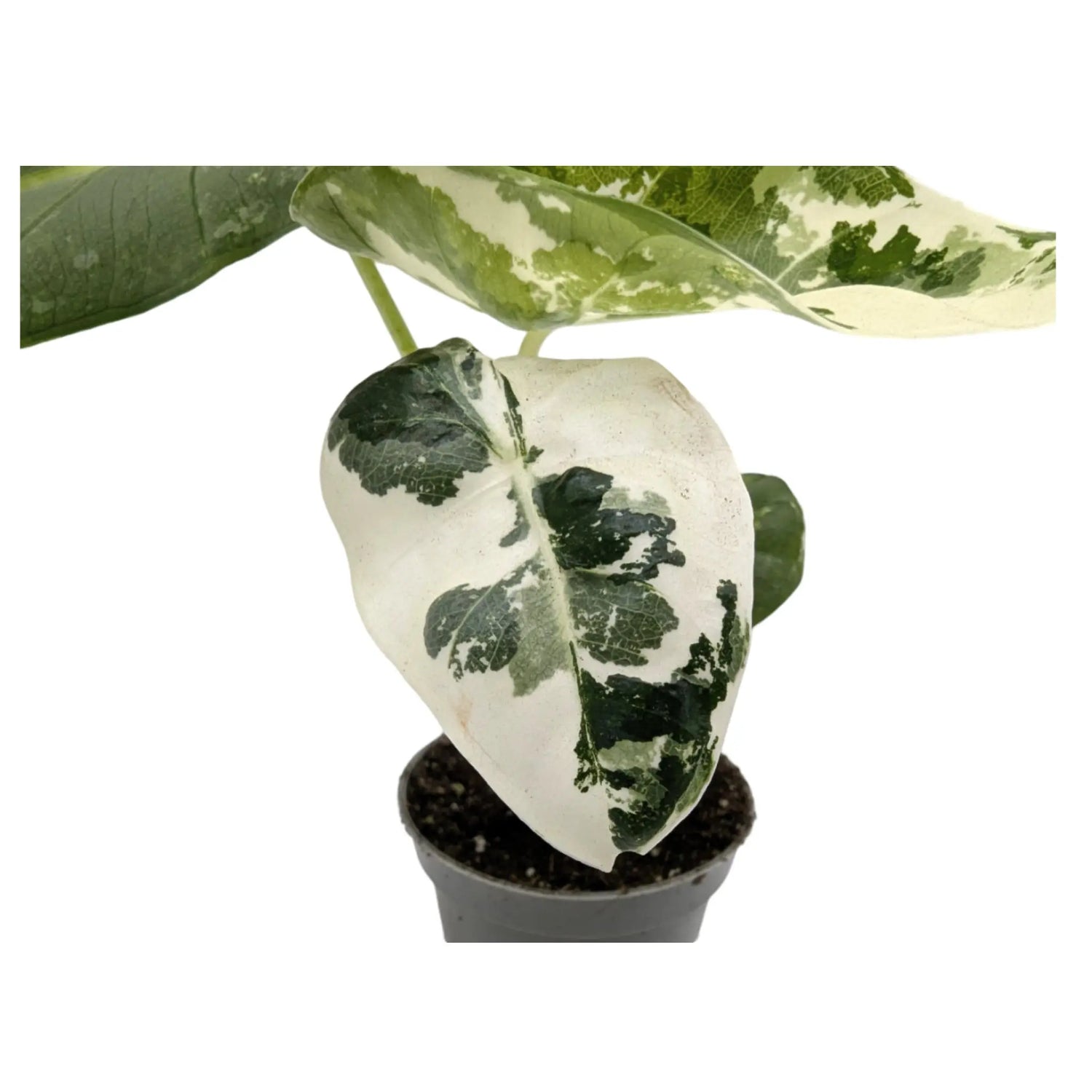 Alocasia Frydek Variegated Leaf Culture