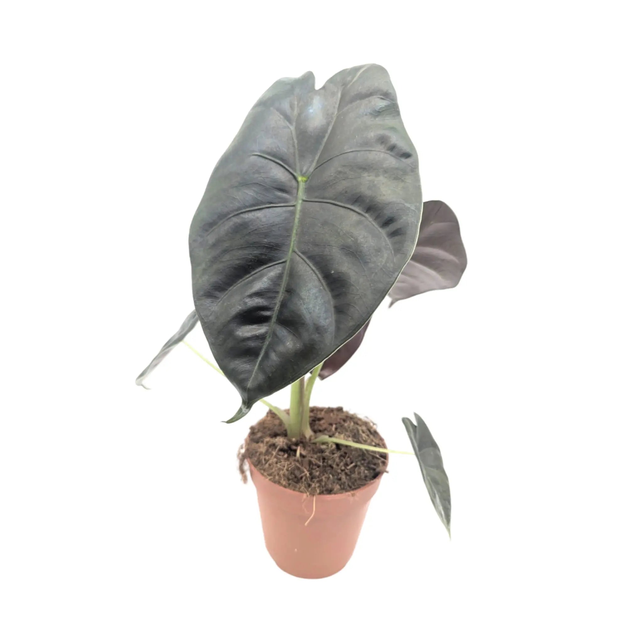 Alocasia Golden Bone Leaf Culture