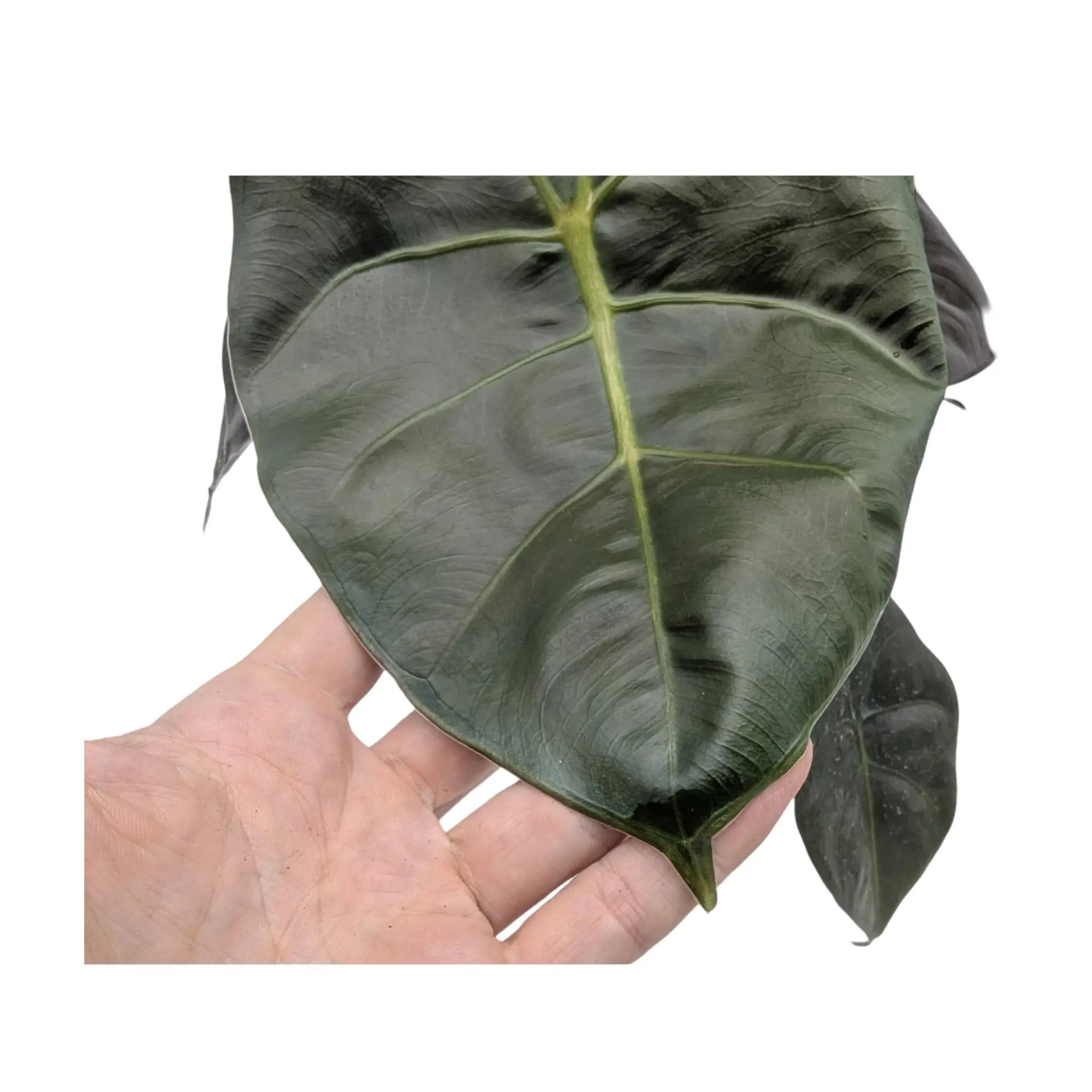 Alocasia Golden Bone Leaf Culture