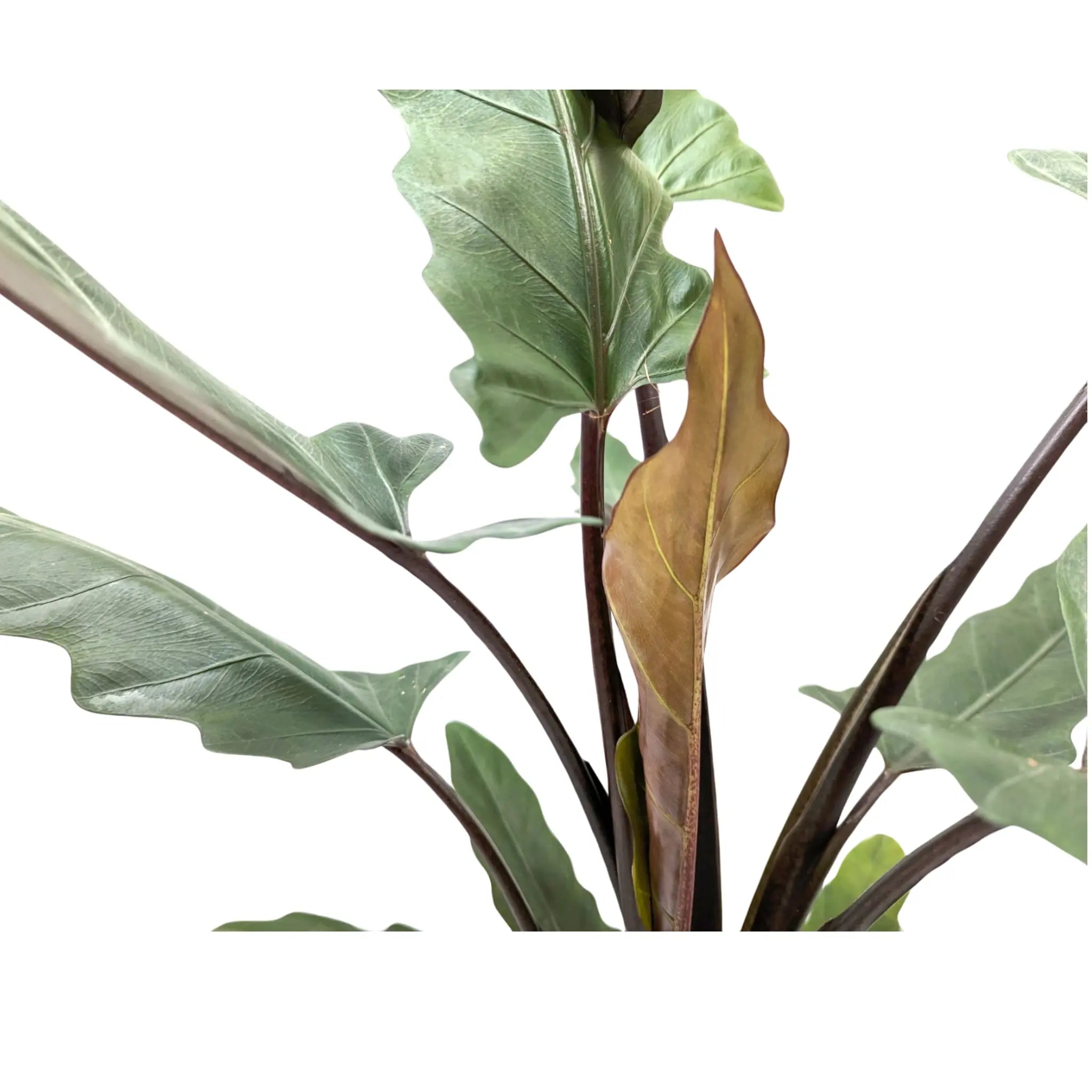 Alocasia Lauterbachiana - Purple Sword Plant Oz