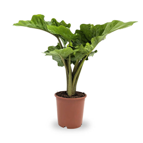 Alocasia Low Rider Leaf Culture