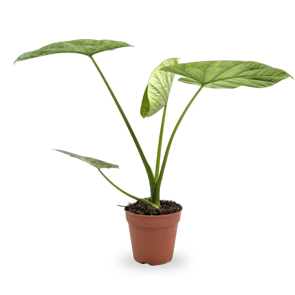 Alocasia Lukiwan | Sinuata x Alba_1_main