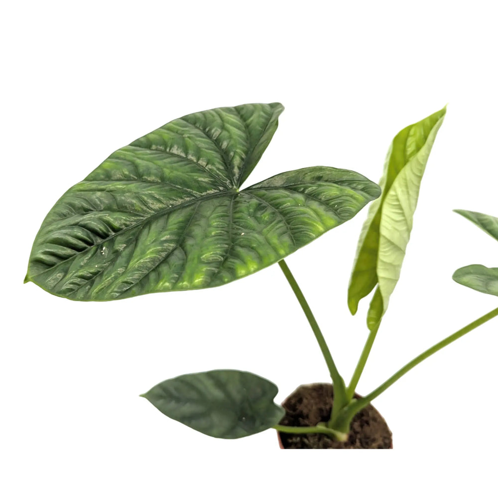 Alocasia Lukiwan | Sinuata x Alba_2_main