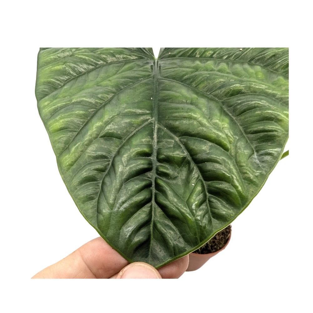Alocasia Lukiwan | Sinuata x Alba_3_main