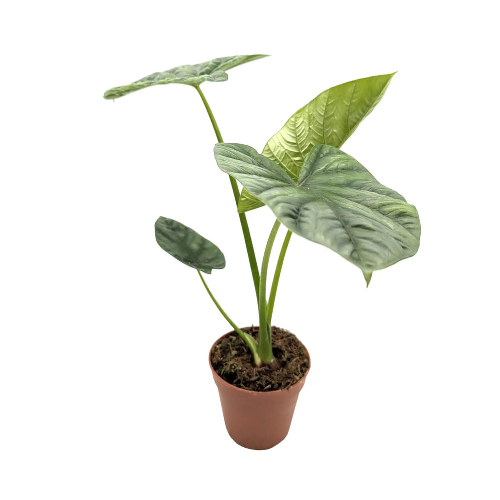 Alocasia Lukiwan | Sinuata x Alba_4_main