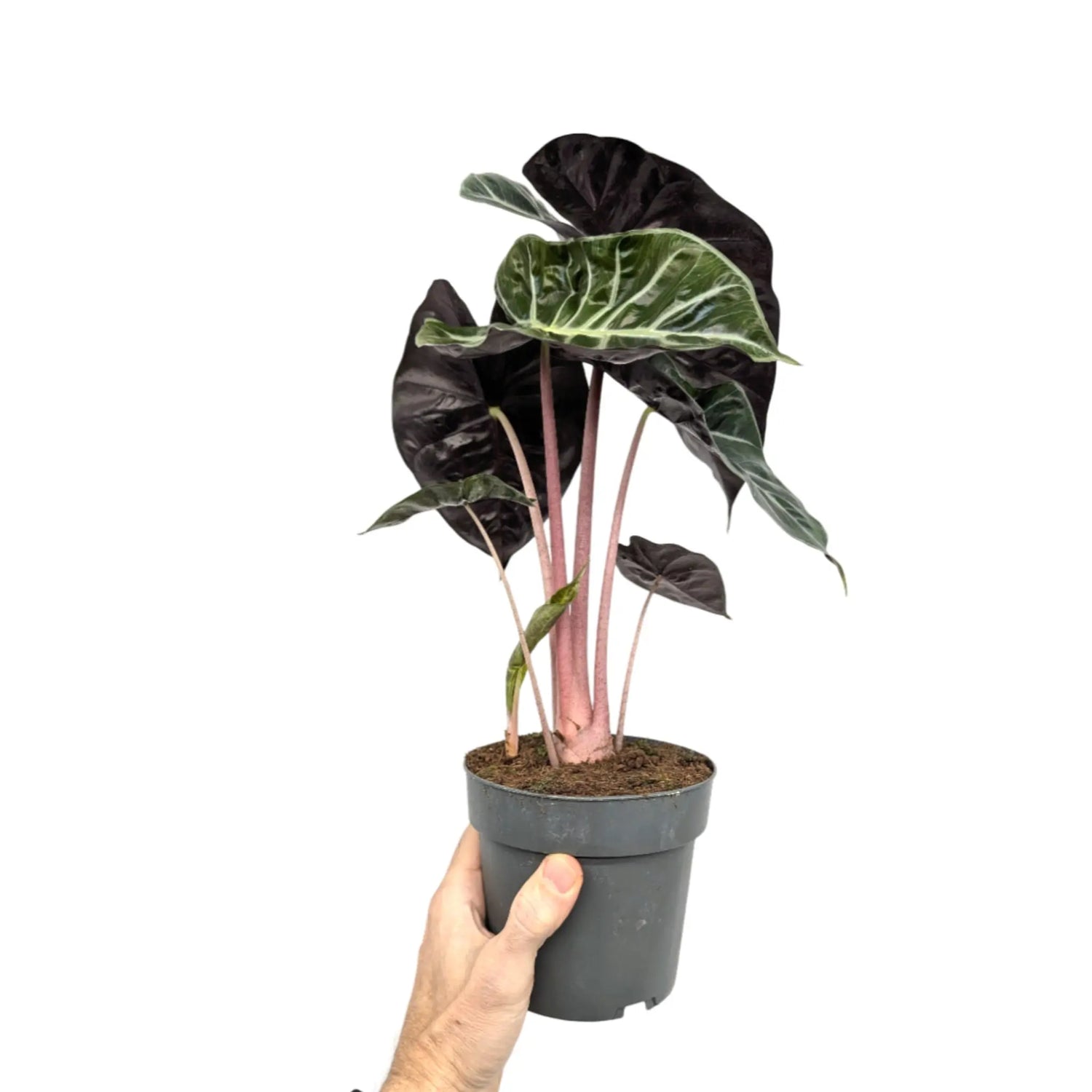 Alocasia Pink Dragon Leaf Culture