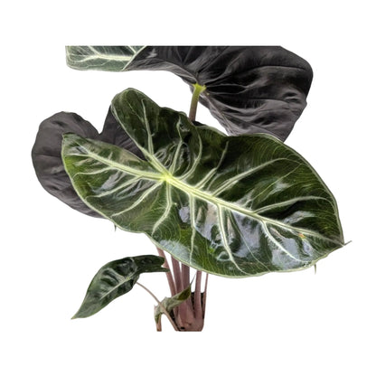 Alocasia Pink Dragon Leaf Culture